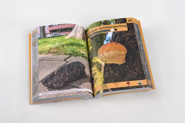 DAS BUCH Pilze an Stadtbäumen