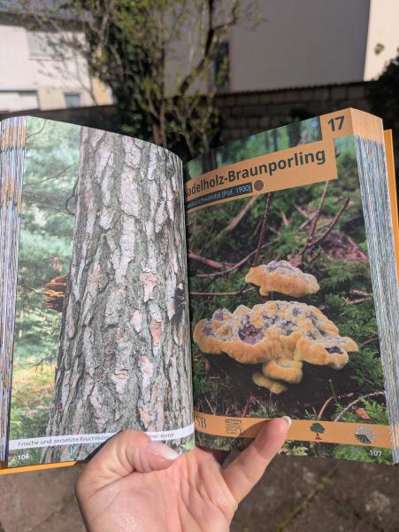 DAS BUCH Pilze an Stadtbäumen