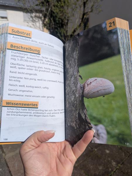 DAS BUCH Pilze an Stadtbäumen